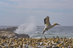 Gannet coming in for landing at Bird Island Nature reserv... by Peet J Van Eeden 